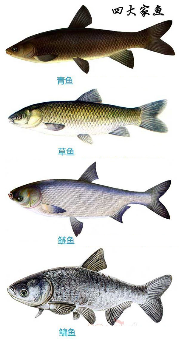 四大(dà)家魚